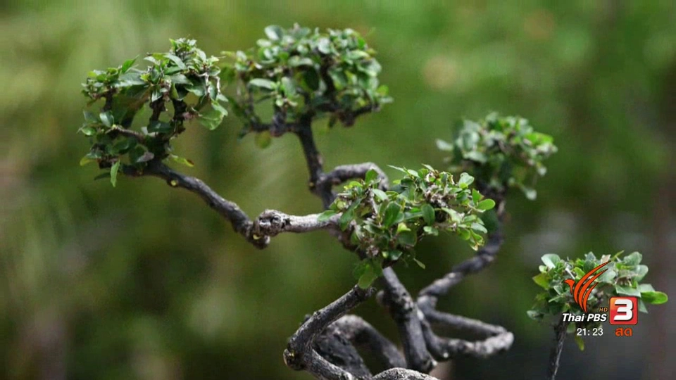 เขามอและไม้ดัดศิลปะประดับพระเมรุมาศ