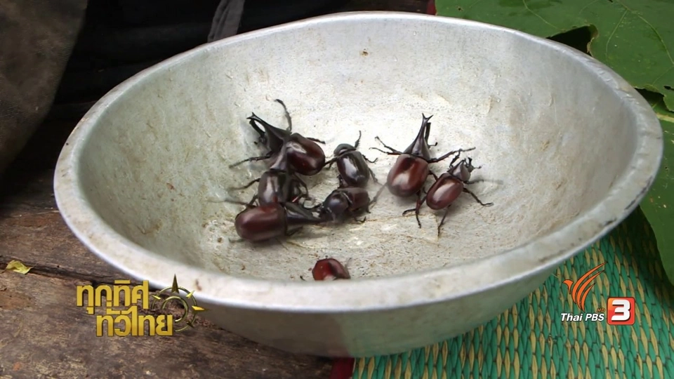 วิถีทั่วไทย : อาหารพื้นบ้านจาก "ด้วงกว่าง"