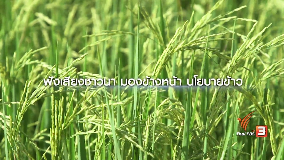 ฟังเสียงสะท้อนชาวนาถ้าไม่มี “รับจำนำข้าว”