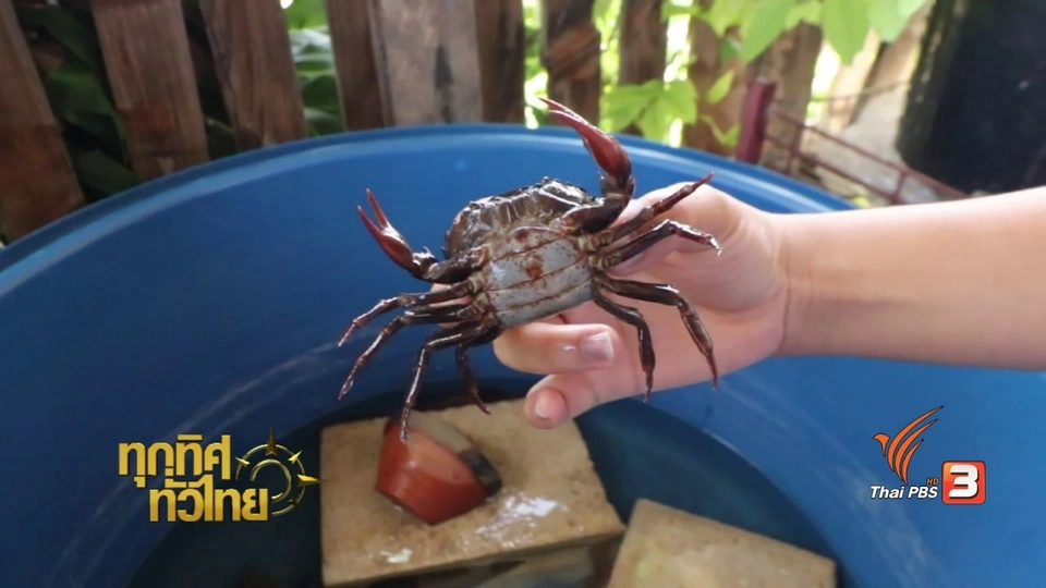 วิถีทั่วไทย : เลี้ยงปูนาขาย