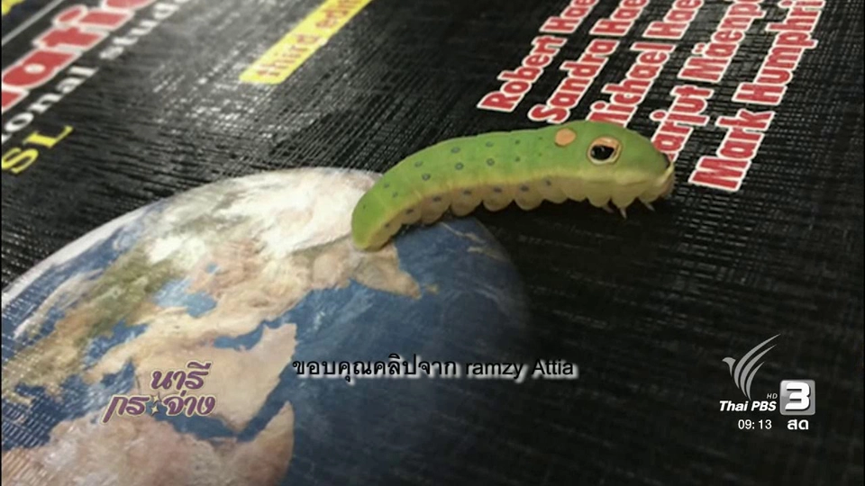 นารีสนทนา : เลี้ยงหนอนผีเสื้อ