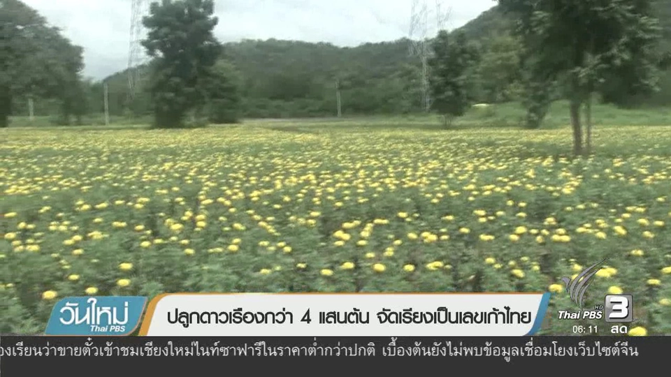 ปลูกดาวเรือกว่า 4 แสนต้น จัดเรียงเป็นเลขเก้าไทย