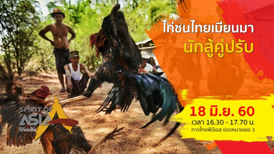 ไก่ชนไทยเมียนมา ...นักสู้คู่ปรับ