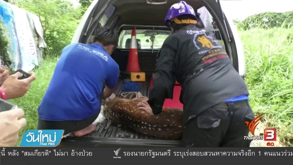 กู้ภัยช่วยกวางดาว ตกคลองท่อทองแดง จ.กำแพงเพชร