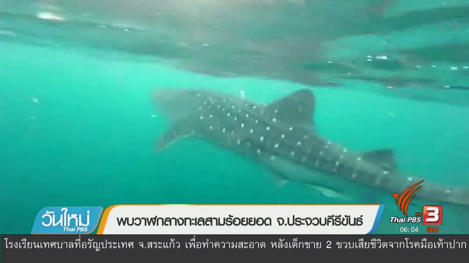 พบฉลามวาฬกลางทะเลสามร้อยยอด จ.ประจวบคีรีขันธ์