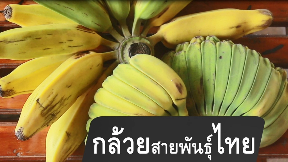 กล้วยสายพันธุ์ไทย