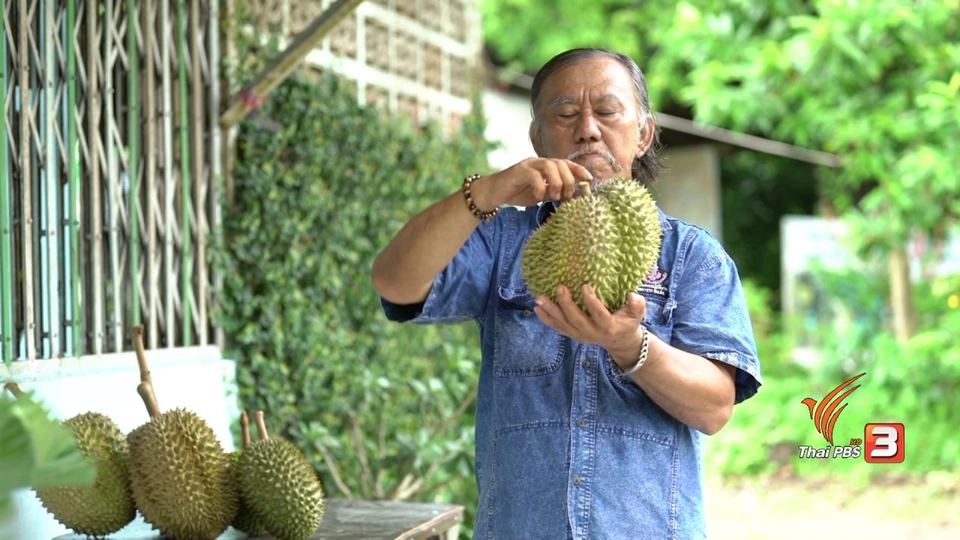 ลุงต๋อยทุเรียนโบราณคนไม่โบราณ / ฮอร์โมนนมสด