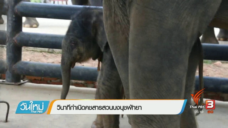 วินาทีกำเนิดคชสารสวนนงนุชพัทยา