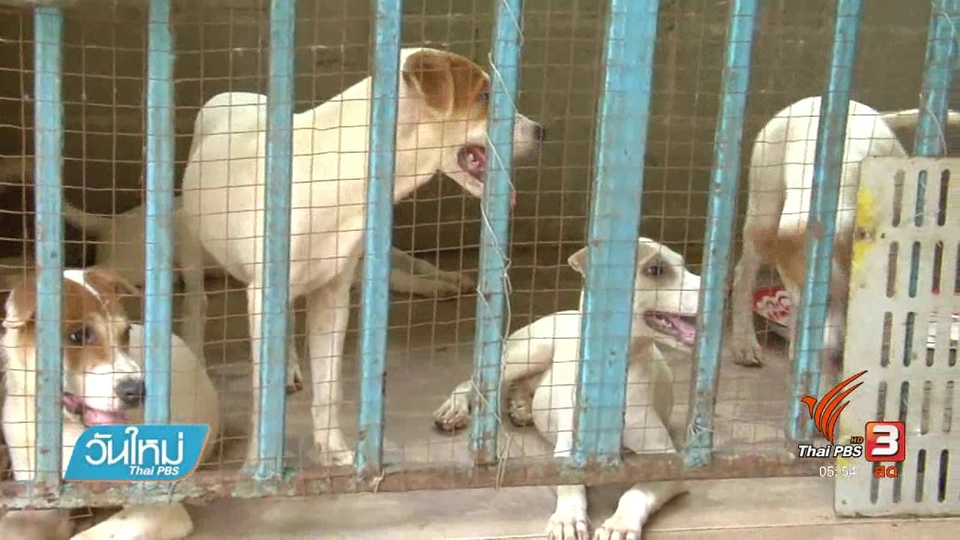 หนุ่มปทุมเก็บสุนัขพิการมาเลี้ยงเกือบ 50 ตัว