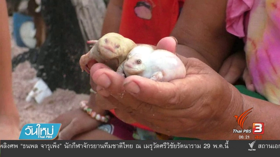 ชาวบ้านฮือฮา จับอึ่งเผือกเพศผู้เพศเมีย