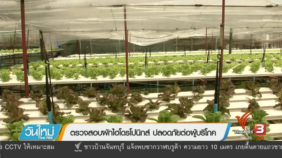 ตรวจสอบผักไฮโดรโปนิกส์ ปลอดภัยต่อผู้บริโภค