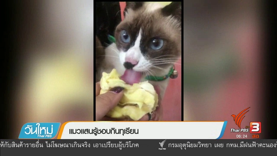 แมวแสนรู้ชอบกินทุเรียน