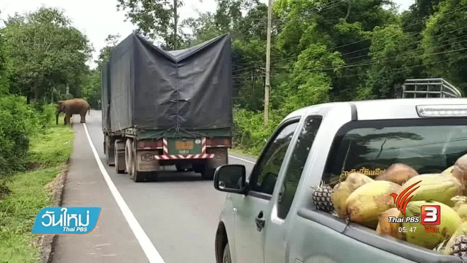 ผลักดันช้างกลับเข้าป่าแก่งกระจาน