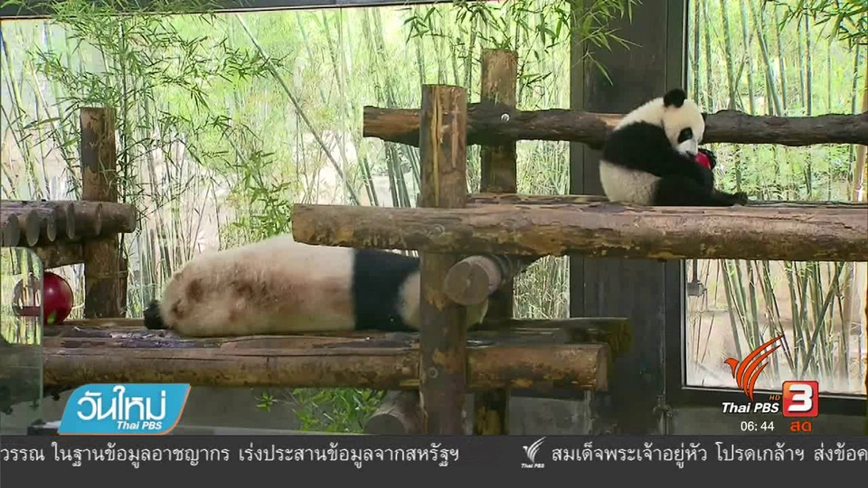 โชว์สัตว์แฝดงานเทศกาลแข่งเรือมังกรในจีน