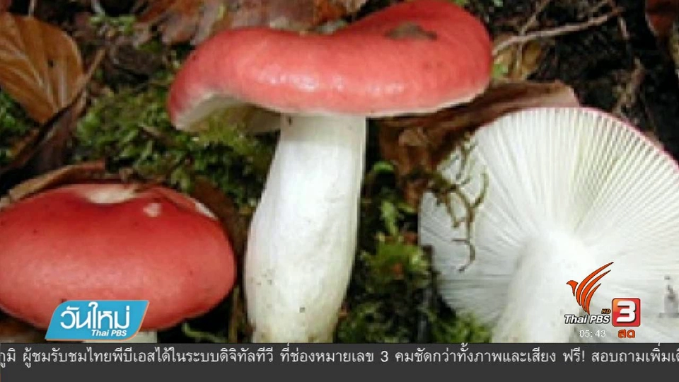 เชียงใหม่มีผู้เสียชีวิตจากการกินเห็ดพิษแล้ว 1 คน