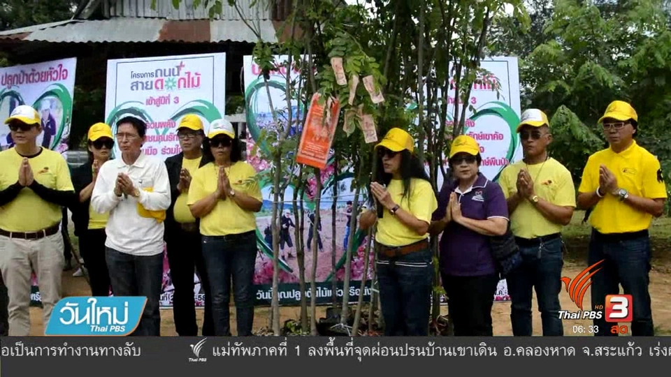 ปลูกดอกกัลปพฤกษ์บนเขาค้อ