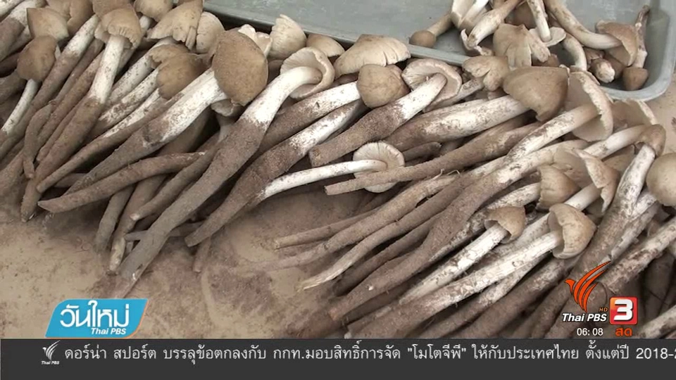 ยโสธรชาวบ้านรวมกลุ่มทำเห็ดโดคนอัดกระป๋องส่งขาย