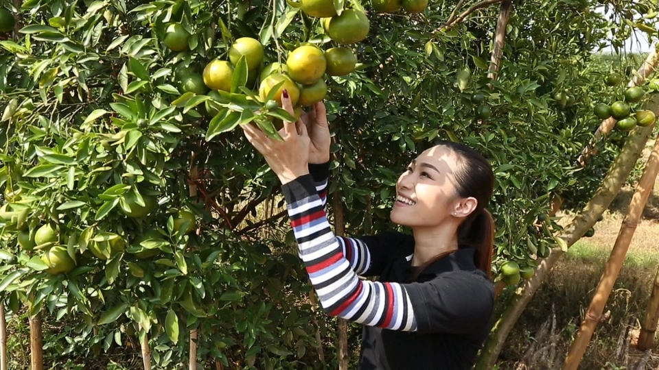 เก๋ายกก๊วน : ลุยสวนส้ม ชมเกษตรผสมผสาน