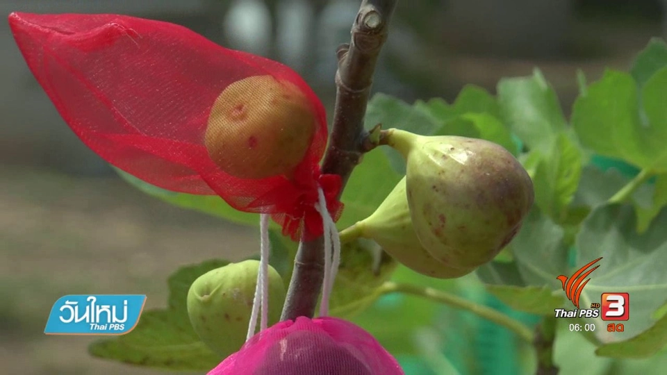 อดีพนักงานบริษัทปลูกมะเดื่อฝรั่งขาย รายได้ดี