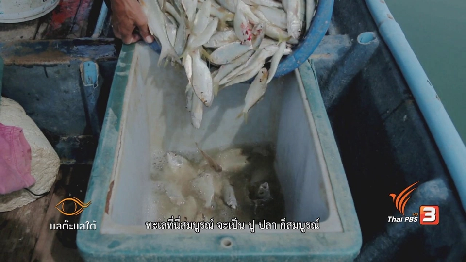 ดูหลำ วิชาฟังเสียงปลา​