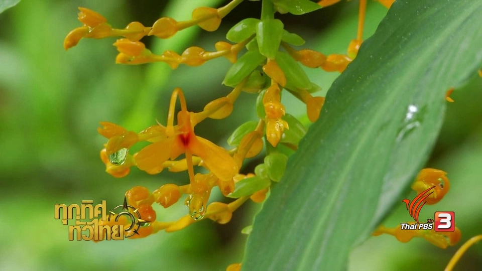 จุฑามาศ พาตะลุย : ดอกเข้าพรรษา