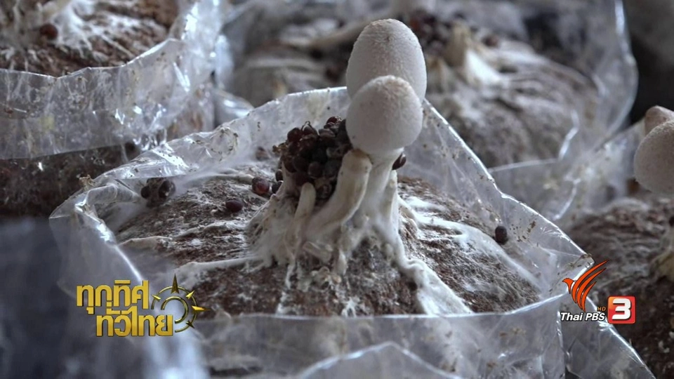 ชุมชนทั่วไทย : เพาะเห็ดโคนน้อย