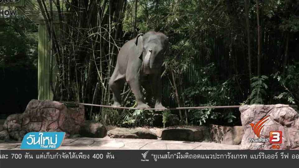 องค์กรพิทักษ์สัตว์เตือนช้างเอเชียมีความเป็นอยู่เลวร้าย