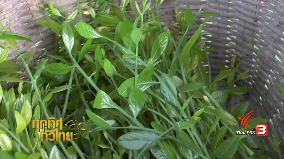 อาชีพทั่วไทย : ปลูกผักหวาน