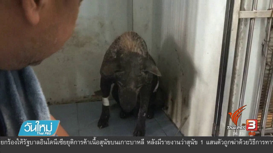 สุนัขจรจัดถูกยิงด้วยฉมวก ปลอดภัยแล้ว