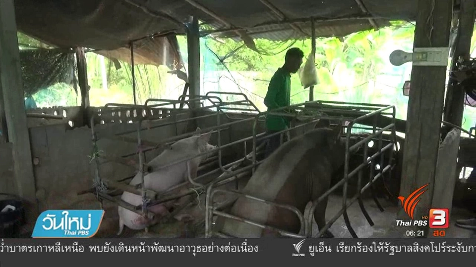 ชาวอำเภอวังทอง จ.พิษณุโลก ประหยัดพลังงานโดยใช้ก๊าซชีวภาพจากมูลสัตว์