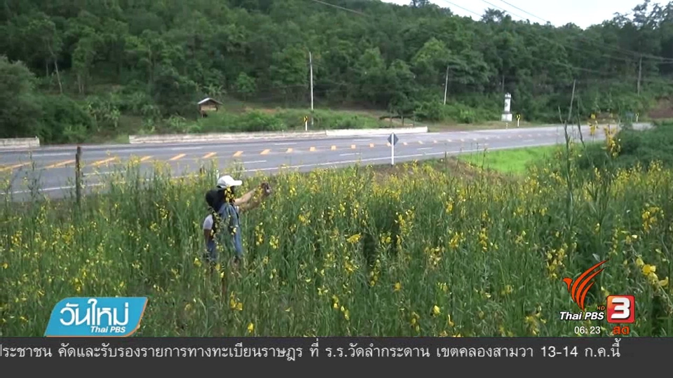 ทุ่งปอเทือง อ.วังทอง จังหวัดพิษณุโลก ออกดอกเหลืองสะพรั่ง