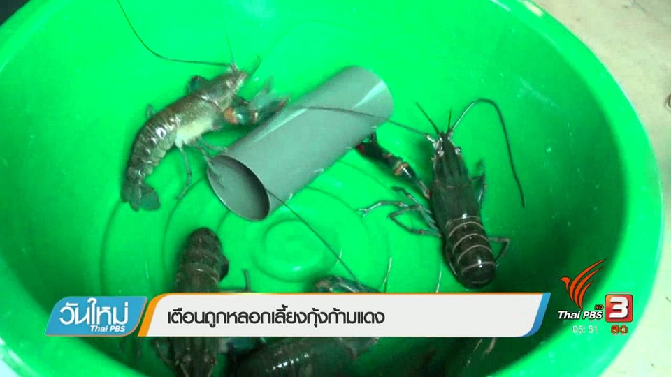 เตือนถูกหลอกเลี้ยงกุ้งก้ามแดง