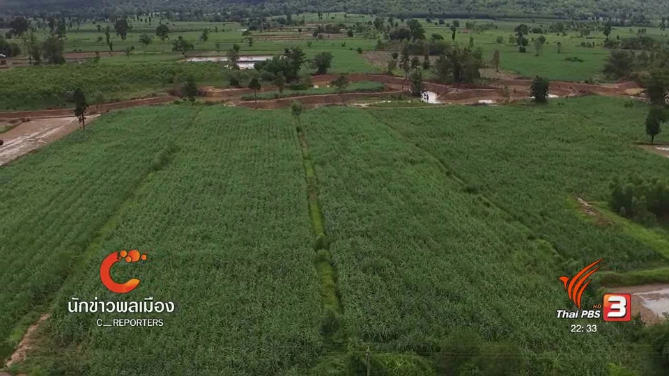 นักข่าวพลเมือง : "เกษตรอินทรีย์ส่งเสริมสุขภาพ" บ้านเทพคีรี จ.หนองบัวลำภู