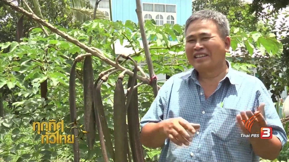 อาชีพทั่วไทย : เพาะพันธุ์ต้นเพกาพันธุ์เตี้ย