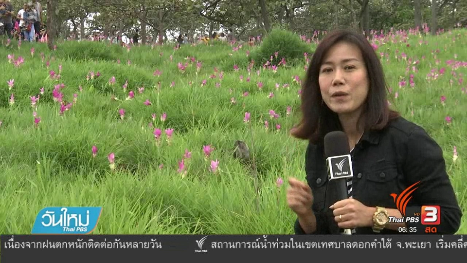 นักท่องเที่ยวแห่ชมทุ่งดอกกระเจียวในรอบ 5 ปี