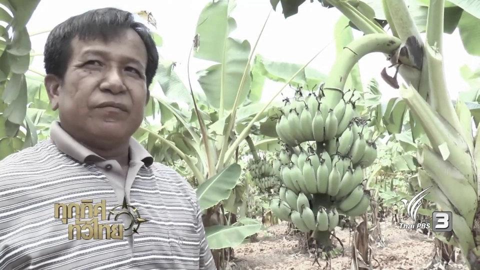 ชุมชนทั่วไทย : ปลูกกล้วยน้ำว้าและแปรรูปขาย