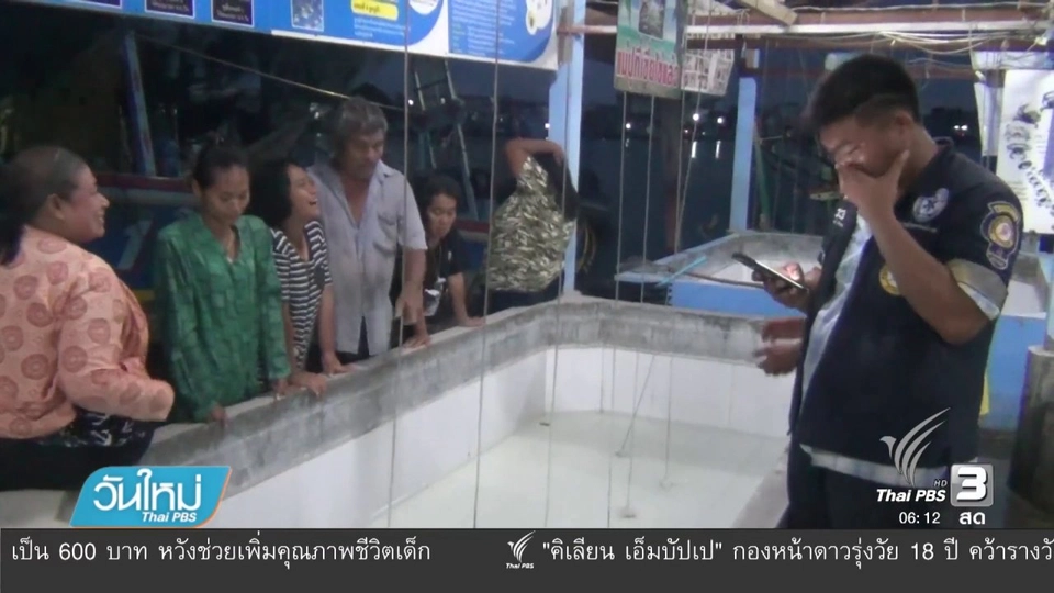 เต่าขนาดใหญ่ถูกรถเหยียบอาการสาหัส