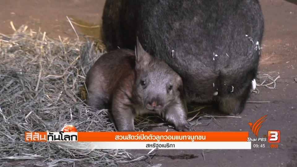 สวนสัตว์เปิดตัวลูกวอมแบทจมูกขน