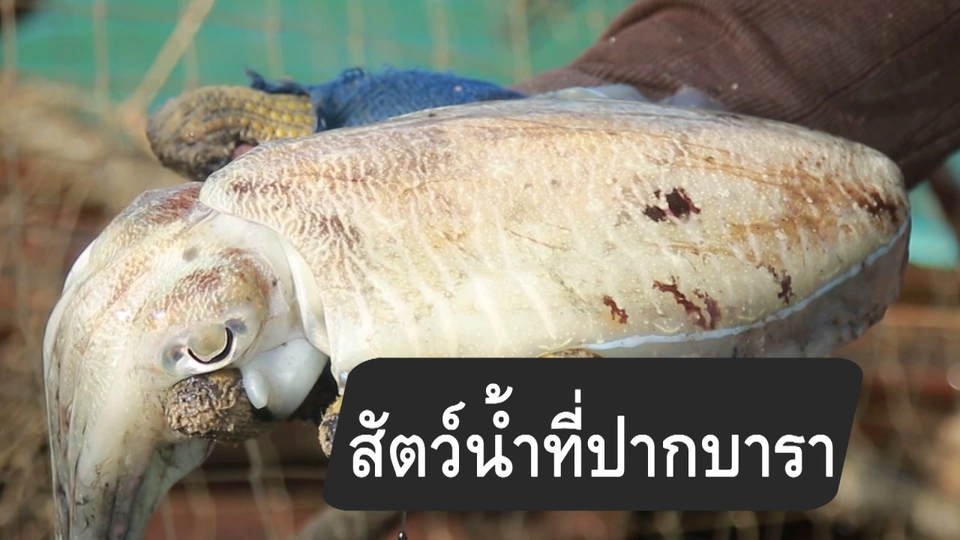 สูตรลับออนไลน์ : สัตว์น้ำที่ปากบารา