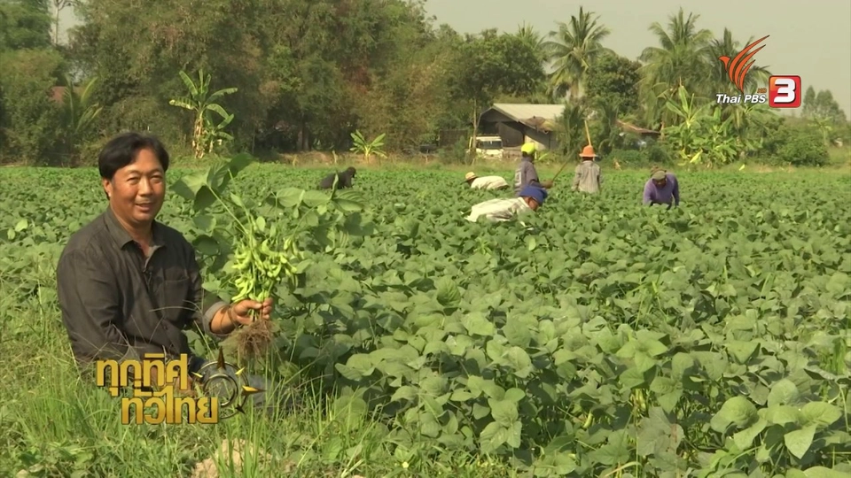 อาชีพทั่วไทย: ปลูกถั่วแระญี่ปุ่นส่งขายญี่ปุ่น