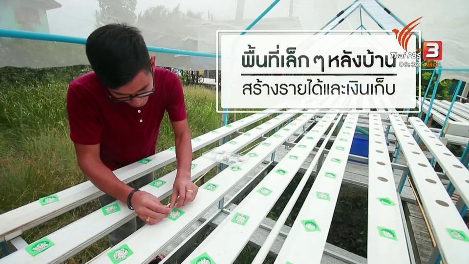 เก็บเบี้ยให้ถึงล้าน : ปลูกผักหลังบ้าน