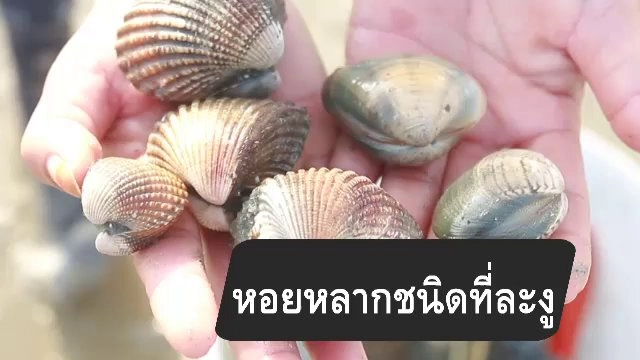 สูตรลับออนไลน์ : หอยหลากชนิดที่ละงู