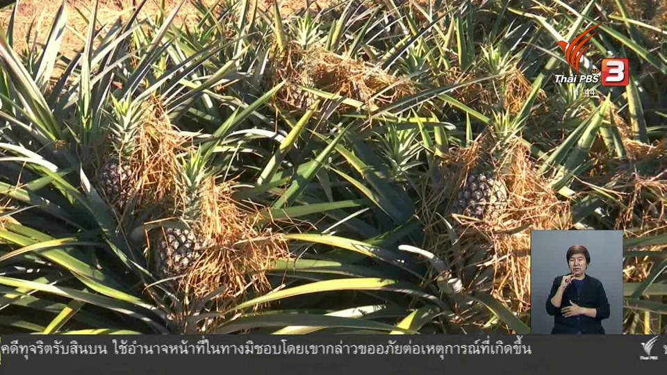ตะลุยทั่วไทย : สับปะรดห้วยมุ่น
