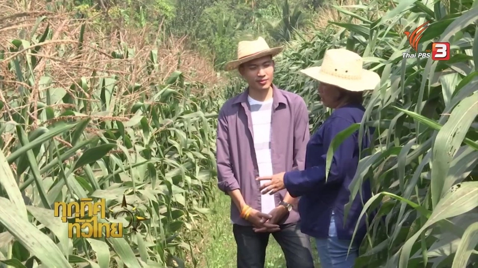 ชุมชนทั่วไทย: เกษตรกรอุทัยธานีหันมาปลูกพืชใช้น้ำน้อยช่วงแล้ง