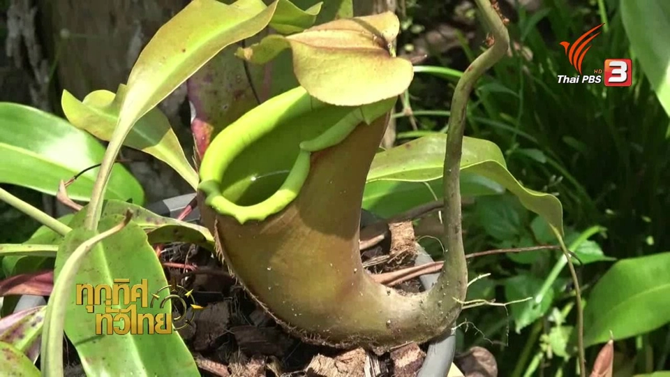 ชุมชนทั่วไทย : แหล่งเพาะพันธุ์ต้นหม้อข้าวหม้อแกงลิง