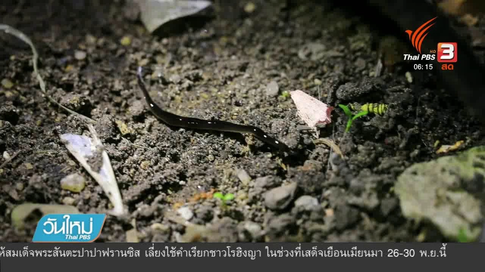 กำจัด "หนอนตัวแบนนิวกินี" ผิดวิธียิ่งเพิ่มจำนวน