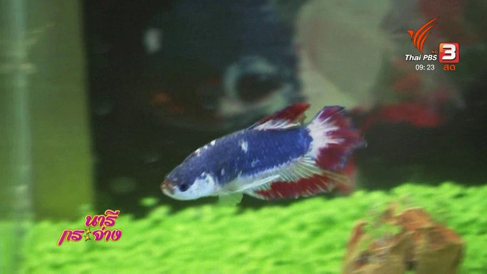 นารีสนทนา : ปลากัดเงินล้าน ยุค 4.0