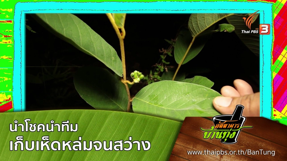 นำโชคนำทีมเก็บเห็ดหล่มจนสว่าง