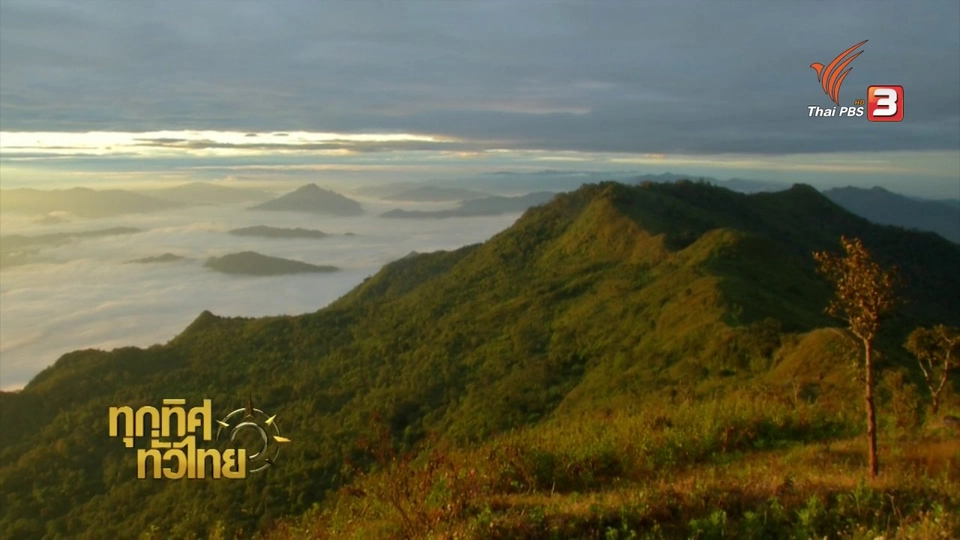 วิถีทั่วไทย : เผือกดอย