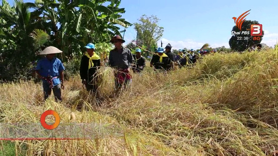 นักข่าวพลเมือง : ลงแขกเกี่ยวข้าว "นาดำกล้าต้นเดียว" อ.รัตนบุรี จ.สุรินทร์